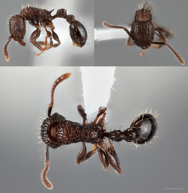 Tetramorium pacificum • © Maimon Hussin • All Rights Reserved