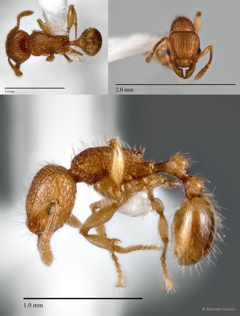 Tetramorium tonganum • © Maimon Hussin • All Rights Reserved