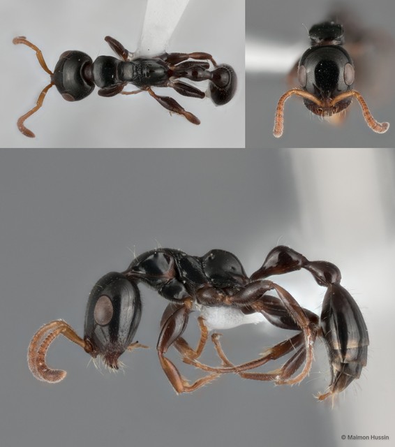 Tetraponera allaborans • © Maimon Hussin • All Rights Reserved