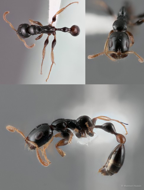Tetraponera extenuata • © Maimon Hussin • All Rights Reserved