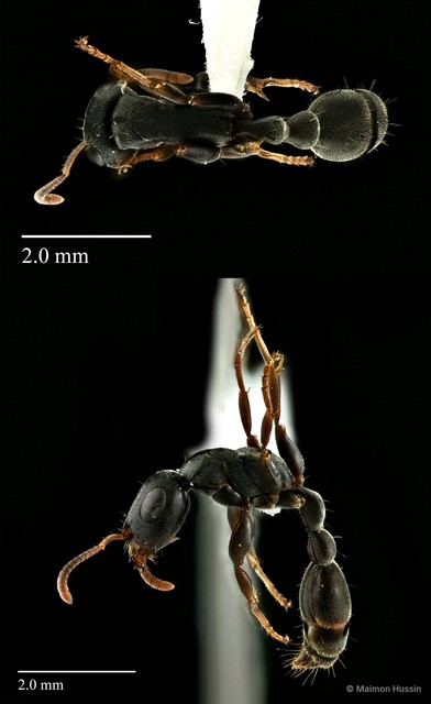 Tetraponera pilosa • © Maimon Hussin • All Rights Reserved