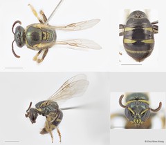 Ceylalictus (Ceylalictus) communis • © Chui Shao Xiong • All Rights Reserved