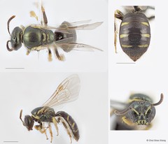 Ceylalictus (Ceylalictus) communis • © Chui Shao Xiong • All Rights Reserved