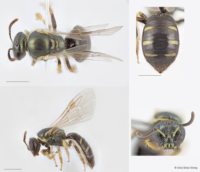 Ceylalictus (Ceylalictus) communis