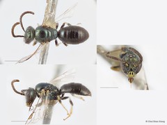 Ceylalictus (Ceylalictus) malayensis • © Chui Shao Xiong • All Rights Reserved