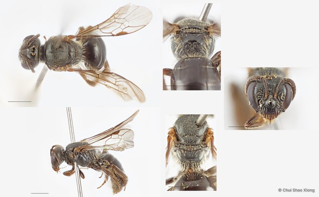 Lasioglossum (Homalictus) sp. "1 nr. latitarse" • © Chui Shao Xiong • All Rights Reserved