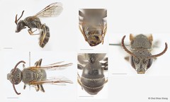 Lasioglossum (Ctenonomia) sp. "1 [nr. vagans, larger, orange not white hair, denser T2 punctures]" • © Chui Shao Xiong • All Rights Reserved