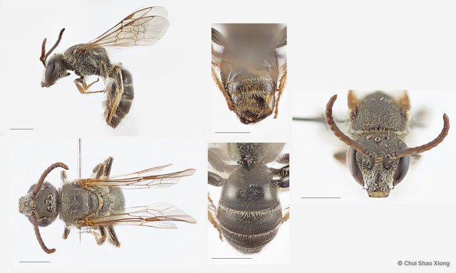 Lasioglossum (Ctenonomia) sp. "1 [nr. vagans, larger, orange not white hair, denser T2 punctures]"