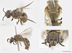 Lasioglossum (Ctenonomia) sp. "1 [nr. vagans, larger, orange not white hair, denser T2 punctures]"