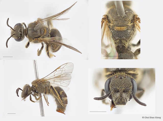 Lasioglossum (Ctenonomia) sp. "1 [nr. vagans, larger, orange not white hair, denser T2 punctures]" • © Chui Shao Xiong • All Rights Reserved