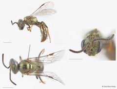 Lasioglossum (Homalictus) adonidiae • © Chui Shao Xiong • All Rights Reserved