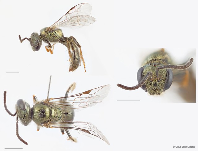 Lasioglossum (Homalictus) adonidiae