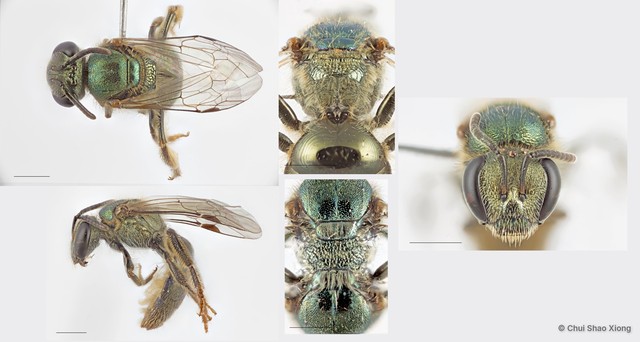 Lasioglossum (Homalictus) adonidiae • © Chui Shao Xiong • All Rights Reserved