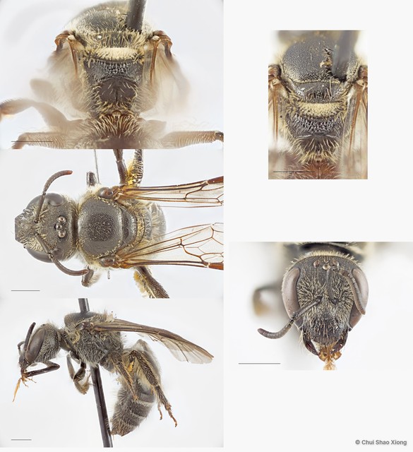 Lasioglossum (Ctenonomia) albescens • © Chui Shao Xiong • All Rights Reserved