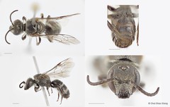 Lasioglossum (Ctenonomia) albescens • © Chui Shao Xiong • All Rights Reserved