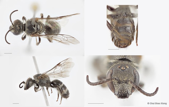 Lasioglossum (Ctenonomia) albescens
