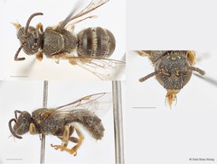 Lasioglossum (Ctenonomia) deliense • © Chui Shao Xiong • All Rights Reserved