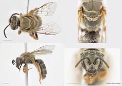Lasioglossum (Ctenonomia) deliense