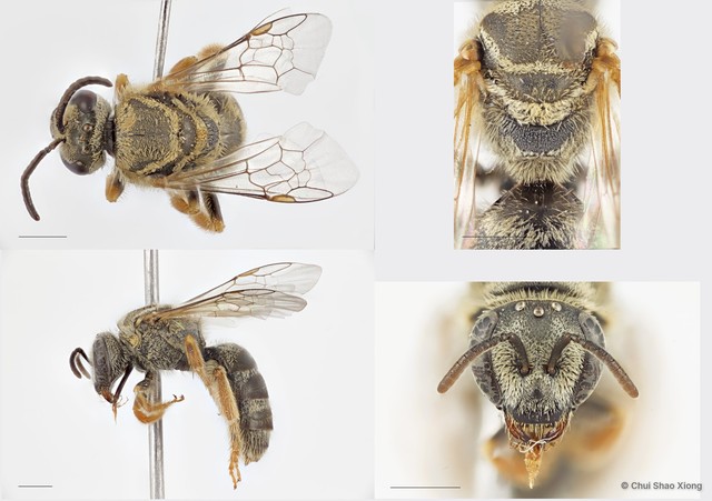 Lasioglossum (Ctenonomia) deliense • © Chui Shao Xiong • All Rights Reserved