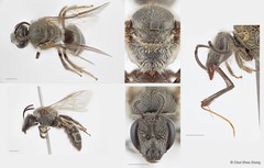 Lasioglossum (Ctenonomia) halictoides