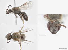 Lasioglossum (Ctenonomia) halictoides • © Chui Shao Xiong • All Rights Reserved
