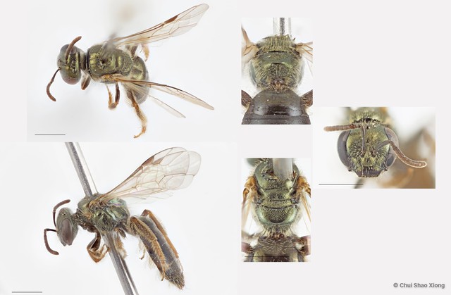 Lasioglossum (Homalictus) singapurellum • © Chui Shao Xiong • All Rights Reserved
