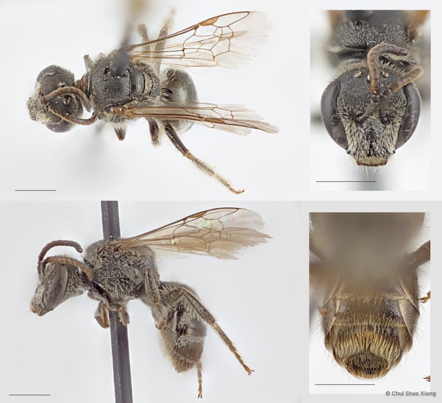 Lasioglossum (Ctenonomia) vagans
