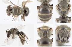 Lasioglossum (Ctenonomia) vagans
