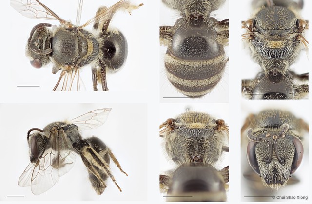 Lasioglossum (Ctenonomia) vagans • © Chui Shao Xiong • All Rights Reserved