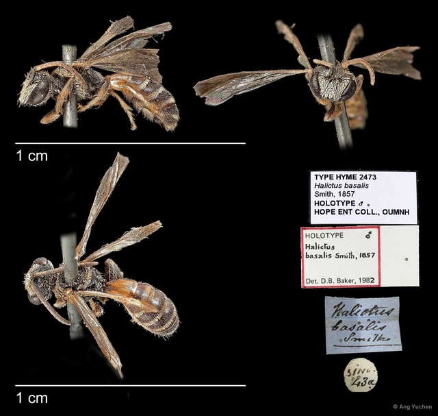 Lipotriches (Rhopalomelissa) ceratina