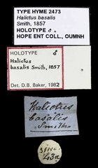 Lipotriches (Rhopalomelissa) ceratina • All Rights Reserved Museum Label