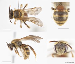 Lipotriches (Rhopalomelissa) ceratina