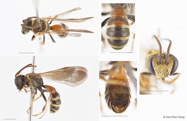 Lipotriches (Rhopalomelissa) ceratina