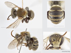 Lipotriches (Austronomia) goniognatha