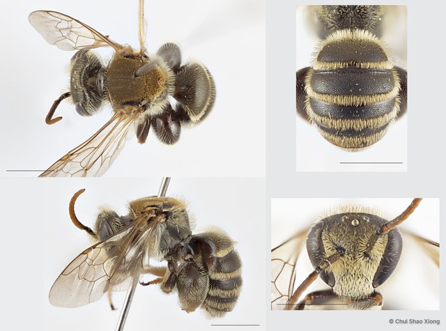 Lipotriches (Austronomia) goniognatha • © Chui Shao Xiong • All Rights Reserved