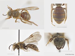 Lipotriches (Rhopalomelissa) minutula • © Chui Shao Xiong • All Rights Reserved