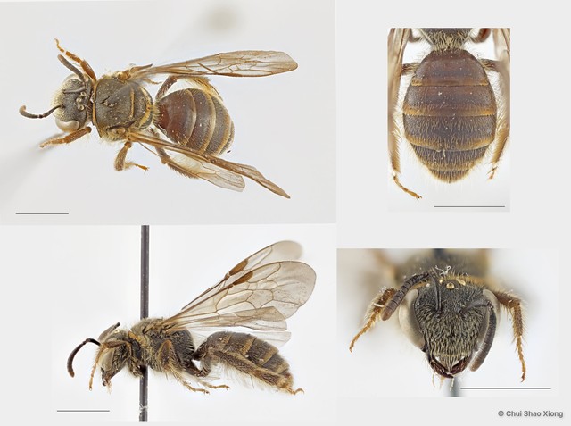 Lipotriches (Rhopalomelissa) minutula • © Chui Shao Xiong • All Rights Reserved