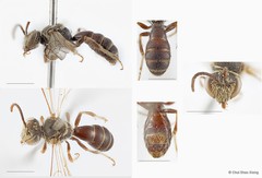 Lipotriches (Rhopalomelissa) minutula • © Chui Shao Xiong • All Rights Reserved
