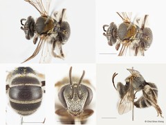 Lipotriches (Austronomia) takauensis