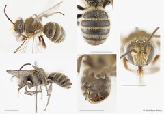 Lipotriches (Austronomia) takauensis • © Chui Shao Xiong • All Rights Reserved
