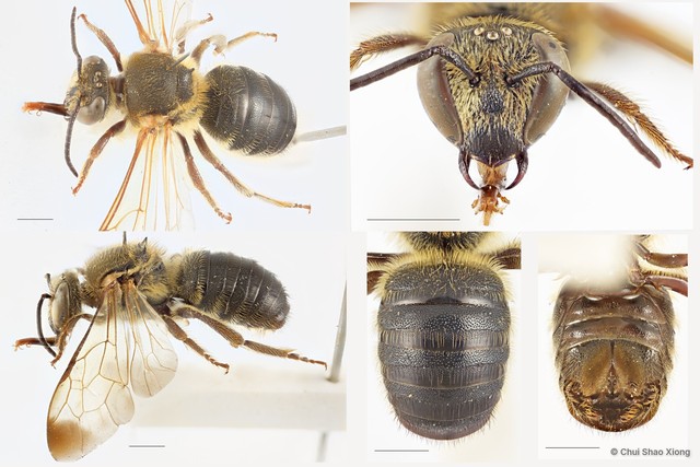 Nomia (Maculonomia) apicalis