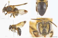 Nomia (Maculonomia) apicalis