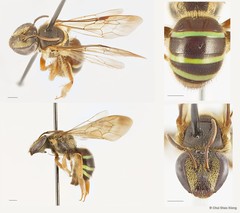 Nomia (Maculonomia) elegans • © Chui Shao Xiong • All Rights Reserved
