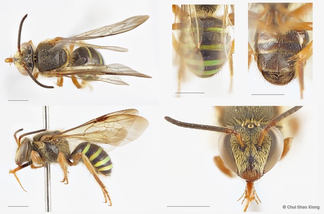 Nomia (Maculonomia) elegans