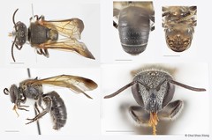 Nomia (Maculonomia) fuscipennis