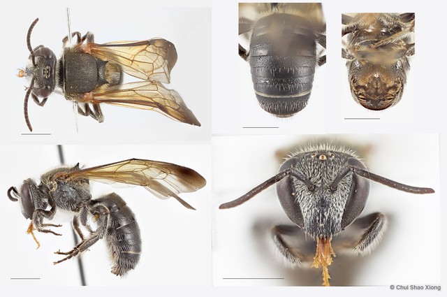 Nomia (Maculonomia) fuscipennis • © Chui Shao Xiong • All Rights Reserved