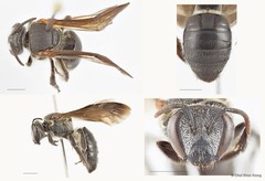 Nomia (Maculonomia) fuscipennis • © Chui Shao Xiong • All Rights Reserved