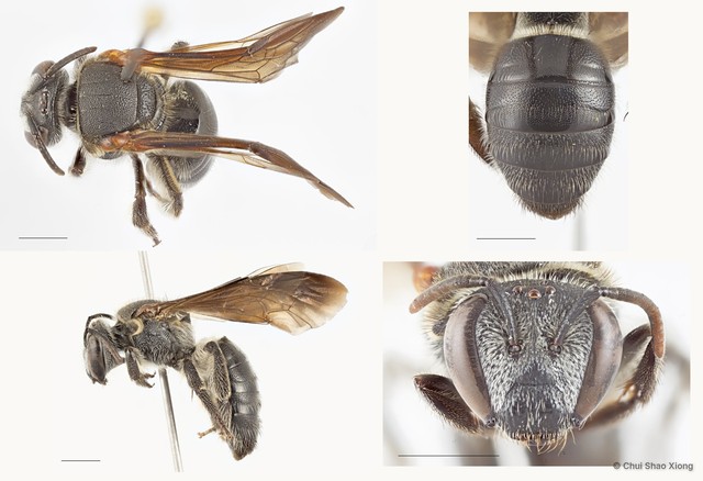 Nomia (Maculonomia) fuscipennis