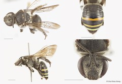 Nomia (Hoplonomia) incerta