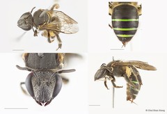 Nomia (Acunomia) iridescens